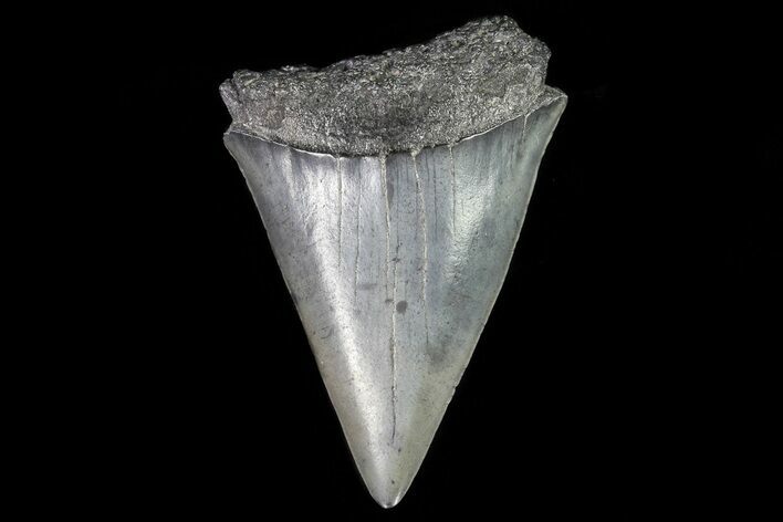 Fossil Mako Shark Tooth - Georgia #75224